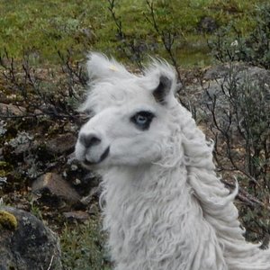 review-safari-tami-z