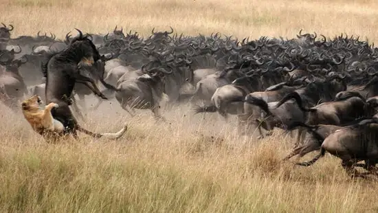 safari-lion-hunting-wildebeest