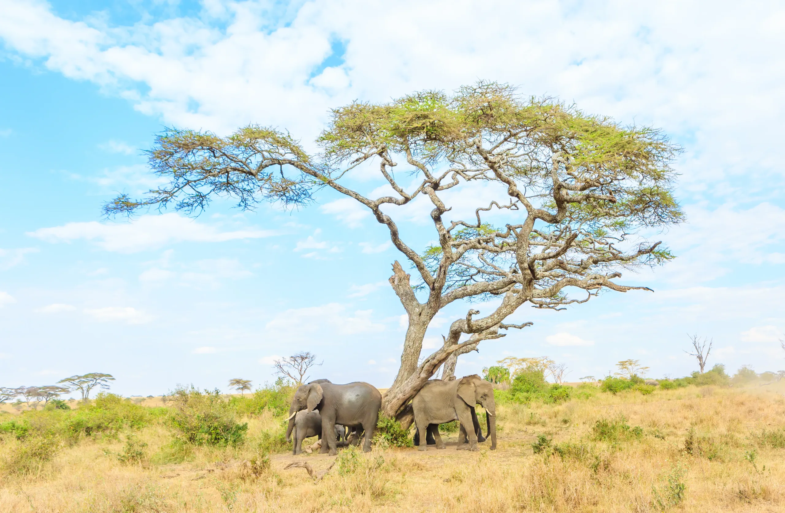 elephants-gathering-under-tree copy